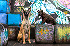Malinois and Hollandse Herder