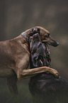 Rhodesian Ridgeback and Labrador