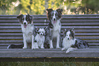 Group of dogs on park bench