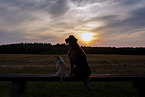 Poodle and Chihuahua