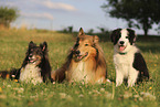Border Collie, Sheltie and Collie