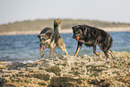 dogs