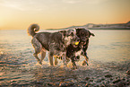 dogs