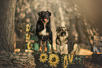 dogs