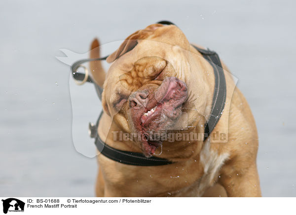 Bordeauxdogge Portrait / French Mastiff Portrait / BS-01688