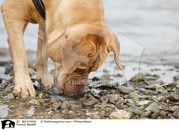 Bordeauxdogge / French Mastiff / BS-01689