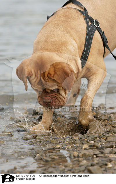 Bordeauxdogge / French Mastiff / BS-01690