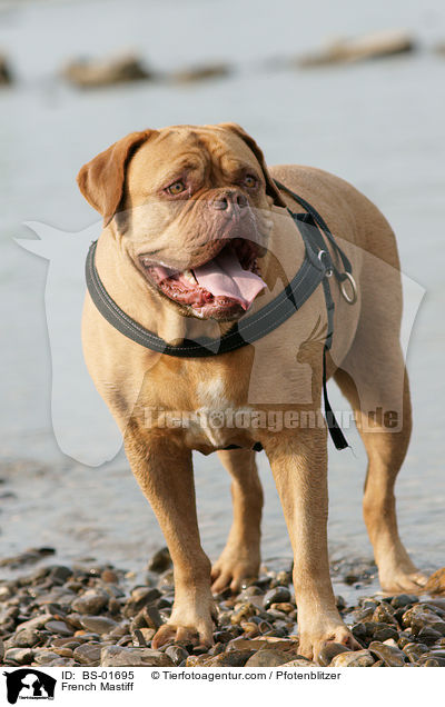 Bordeauxdogge / French Mastiff / BS-01695