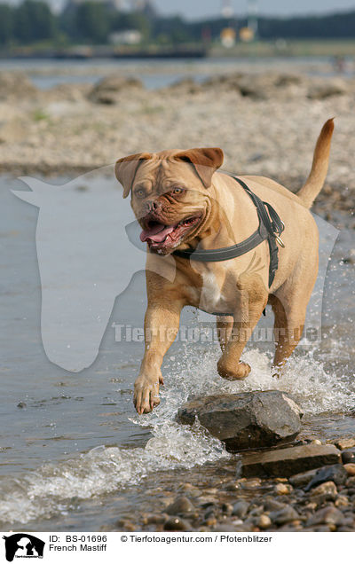 Bordeauxdogge / French Mastiff / BS-01696