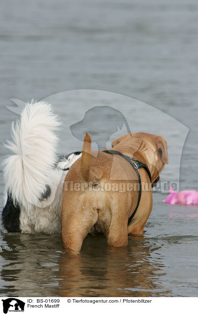 Bordeauxdogge / French Mastiff / BS-01699