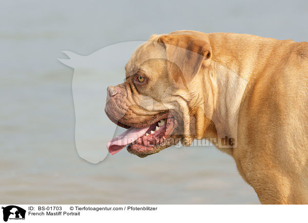 Bordeauxdogge Portrait / French Mastiff Portrait / BS-01703