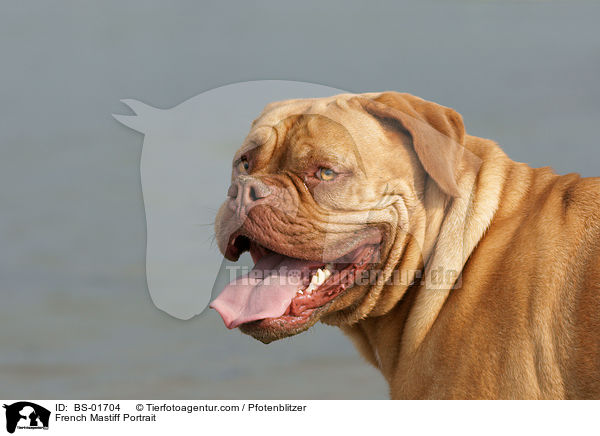 Bordeauxdogge Portrait / French Mastiff Portrait / BS-01704