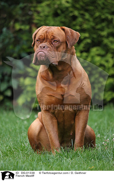 Bordeauxdogge / French Mastiff / DG-01338