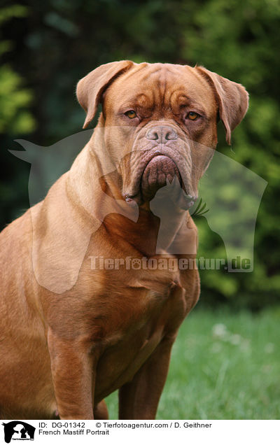 Bordeauxdogge Portrait / French Mastiff Portrait / DG-01342