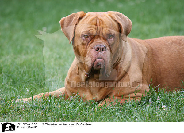 Bordeauxdogge / French Mastiff / DG-01350