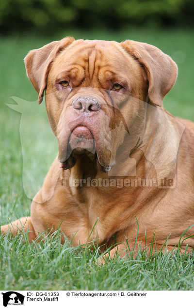 Bordeauxdogge / French Mastiff / DG-01353
