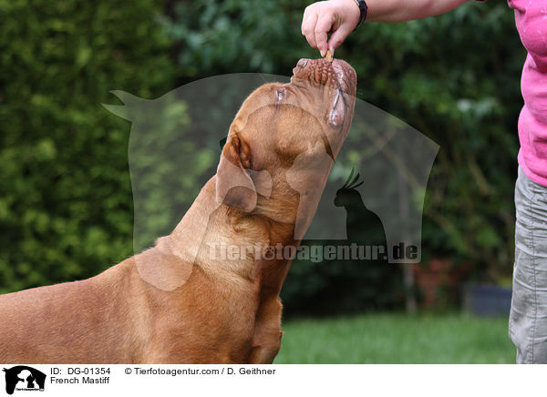 Bordeauxdogge / French Mastiff / DG-01354