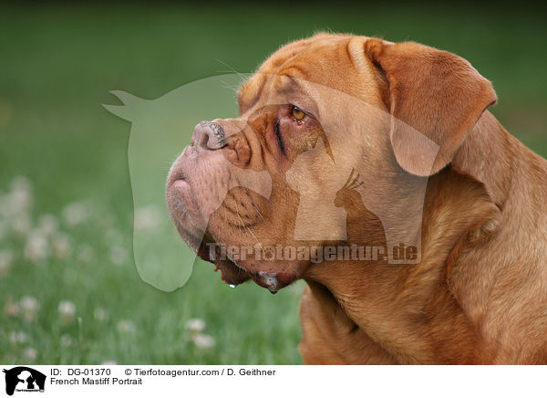 Bordeauxdogge Portrait / French Mastiff Portrait / DG-01370