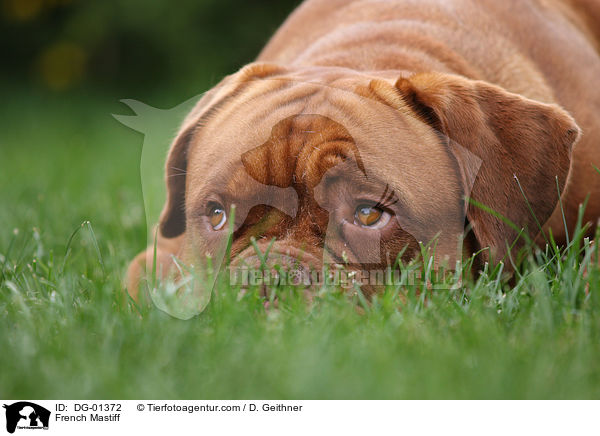 Bordeauxdogge / French Mastiff / DG-01372