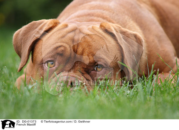 Bordeauxdogge / French Mastiff / DG-01373