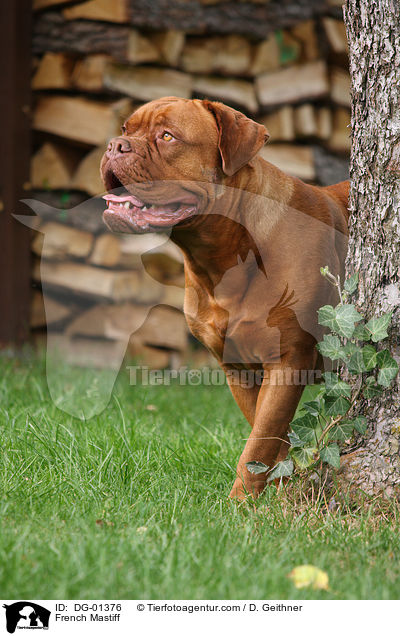 Bordeauxdogge / French Mastiff / DG-01376