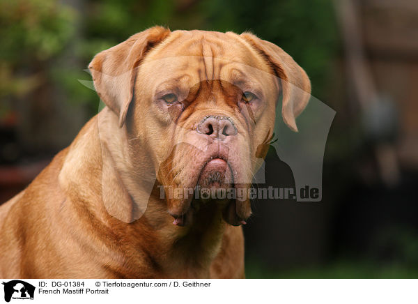 Bordeauxdogge Portrait / French Mastiff Portrait / DG-01384