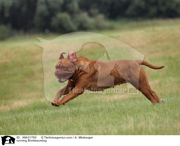 rennende Bordeauxdogge / running Bordeauxdog / AM-01760