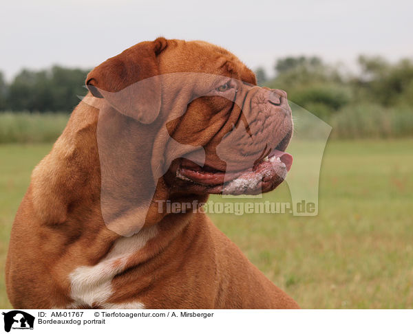 Bordeauxdogge Portrait / Bordeauxdog portrait / AM-01767
