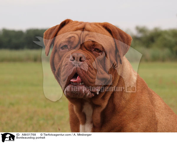 Bordeauxdogge Portrait / Bordeauxdog portrait / AM-01768