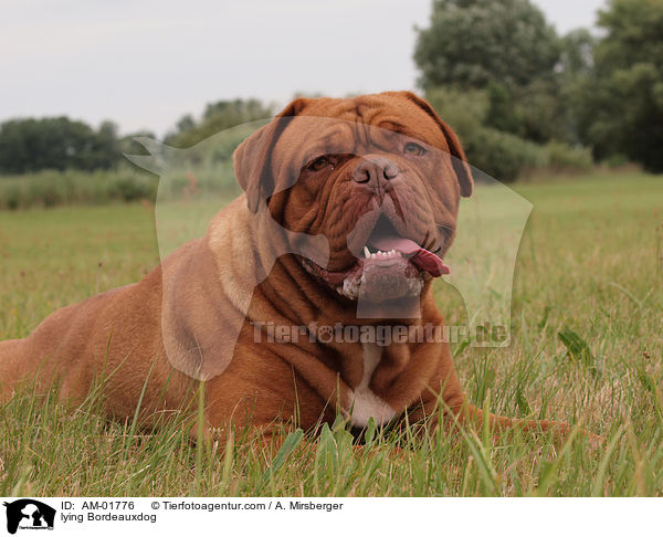 liegende Bordeauxdogge / lying Bordeauxdog / AM-01776
