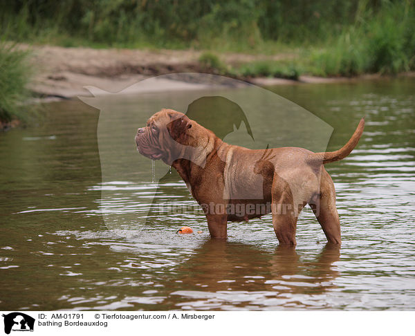 badende Bordeauxdogge / bathing Bordeauxdog / AM-01791