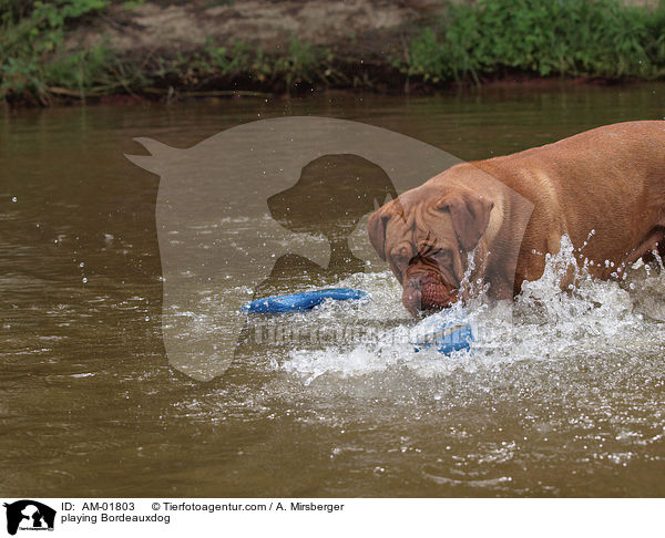 spielende Bordeauxdogge / playing Bordeauxdog / AM-01803