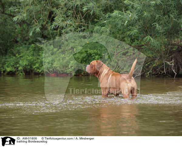 badende Bordeauxdogge / bathing Bordeauxdog / AM-01806