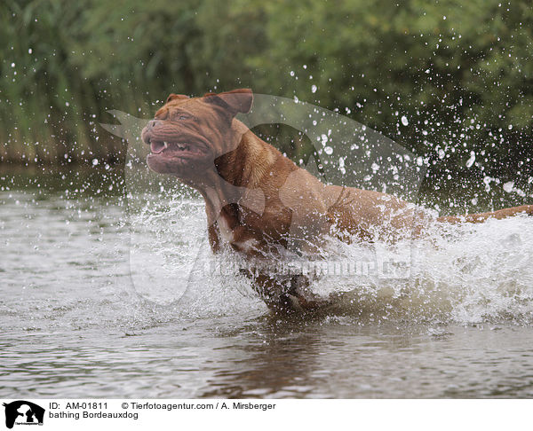 badende Bordeauxdogge / bathing Bordeauxdog / AM-01811
