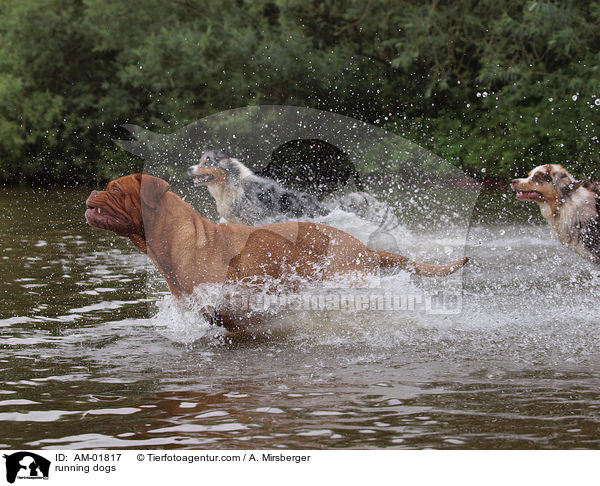 rennende Hunde / running dogs / AM-01817