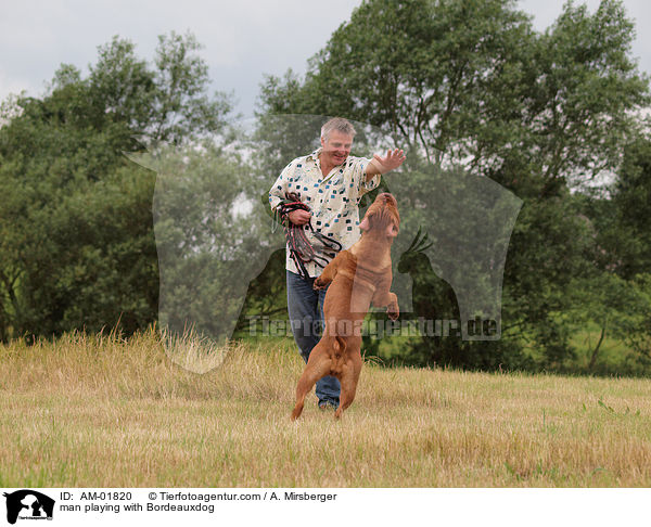 Mann spielt mit Bordeauxdogge / man playing with Bordeauxdog / AM-01820