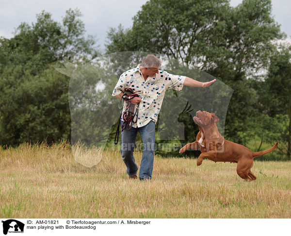Mann spielt mit Bordeauxdogge / man playing with Bordeauxdog / AM-01821