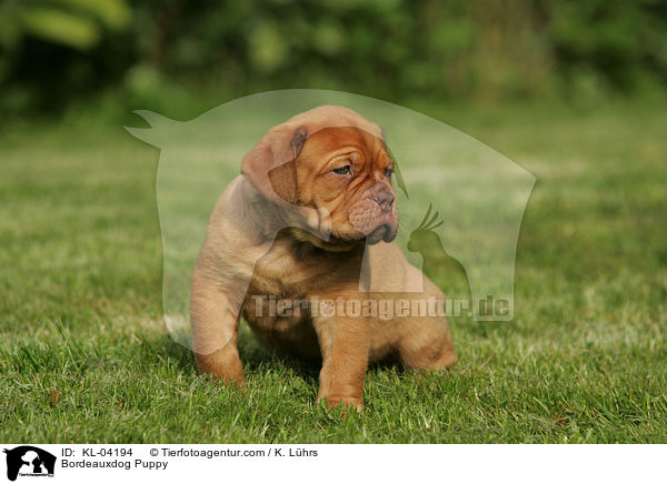Bordeauxdogge Welpe / Bordeauxdog Puppy / KL-04194