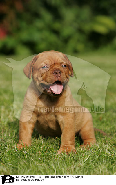 Bordeauxdogge Welpe / Bordeauxdog Puppy / KL-04196