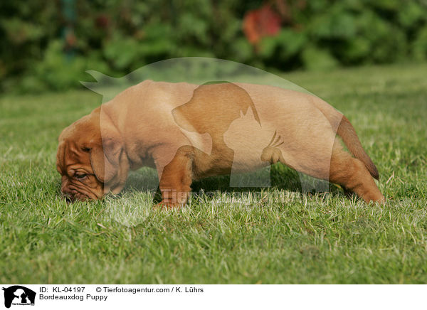 Bordeauxdogge Welpe / Bordeauxdog Puppy / KL-04197