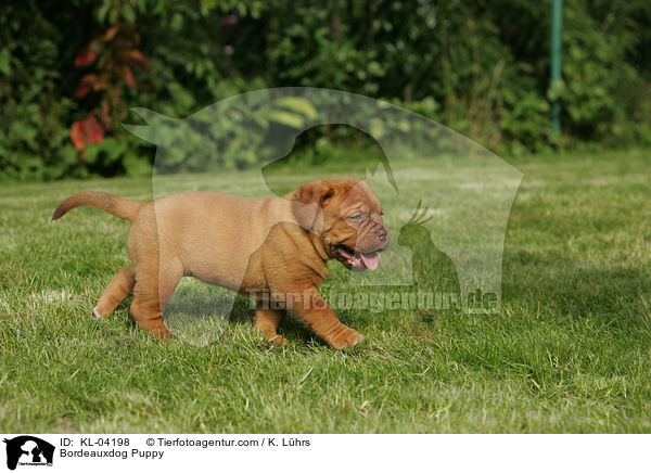 Bordeauxdogge Welpe / Bordeauxdog Puppy / KL-04198