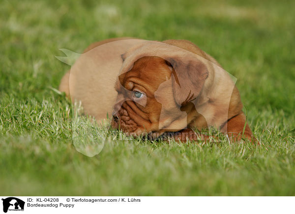 Bordeauxdogge Welpe / Bordeauxdog Puppy / KL-04208