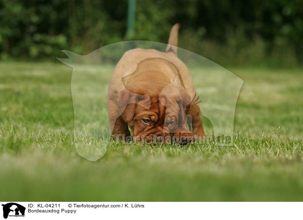 Bordeauxdogge Welpe / Bordeauxdog Puppy / KL-04211