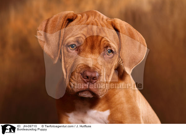 Bordeauxdogge Welpe / Bordeauxdog Puppy / JH-09710