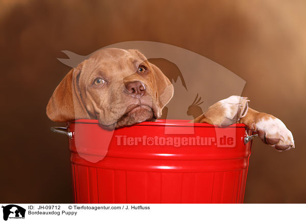 Bordeauxdogge Welpe / Bordeauxdog Puppy / JH-09712