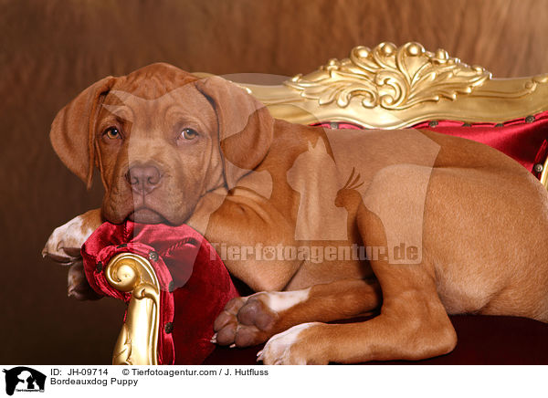 Bordeauxdogge Welpe / Bordeauxdog Puppy / JH-09714