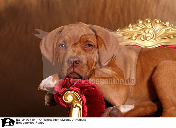 Bordeauxdogge Welpe / Bordeauxdog Puppy / JH-09715