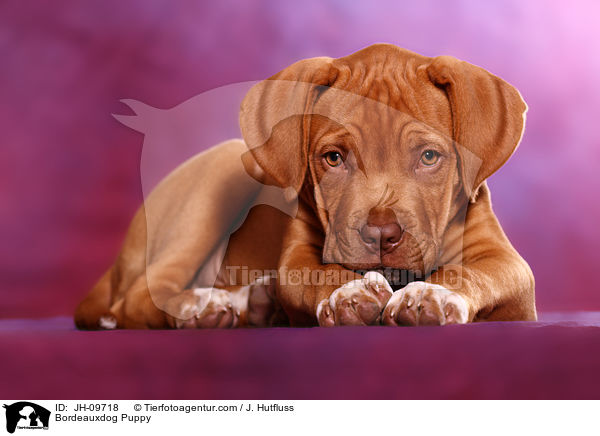 Bordeauxdogge Welpe / Bordeauxdog Puppy / JH-09718