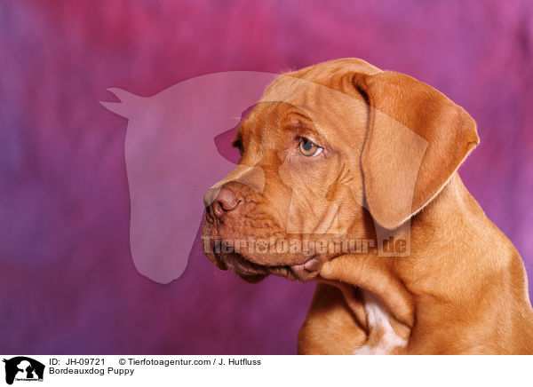 Bordeauxdogge Welpe / Bordeauxdog Puppy / JH-09721