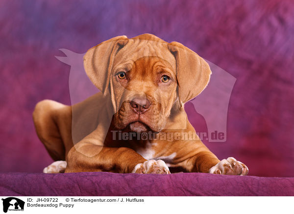 Bordeauxdogge Welpe / Bordeauxdog Puppy / JH-09722